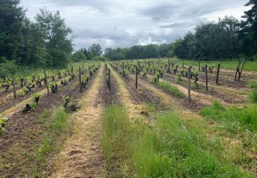 Tour Wandern Prunay-Cassereau - Voie de Tours - 5eme étape : Prunay - Reugny - Vouvray  - Photo