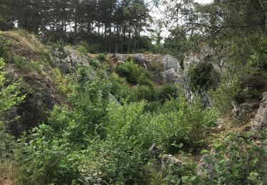 Trail Walking Viroinval - Viroinval - Photo