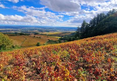 Excursión Senderismo Chiroubles - Itinérant Beaujolais rouge étape 5 Chiroubles- Foretal - Photo