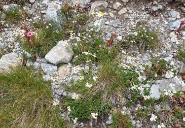 Tour Wandern Saint-Martin-Vésubie - Refuge de Nice - Photo