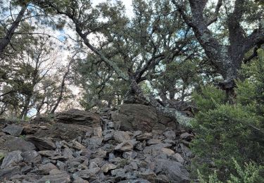 Tour Wandern Roquebrune-sur-Argens - RQB Bougnon : du Lac du Fournel à la Flûte 2025-01-16 (RQB) - Photo