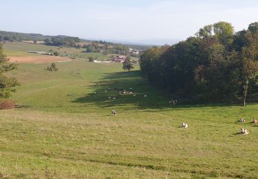 Tocht Mountainbike Magny-Vernois - la grange du vau, genevreuille, amblans  - Photo