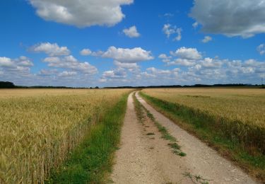 Tour Wandern Reugny - Reugny - Château de la Vallière - 13.2km 115m 3h00 - 2023 06 11 - Photo