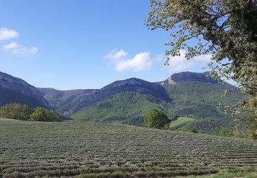 Excursión Senderismo Piégros-la-Clastre - lavande, Helene - Photo