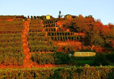 Excursión A pie Neckarwestheim - N2 Von der Neckarburg zum Liebensteiner Schlossberg - Photo