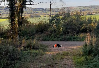 Percorso Equitazione Pajay - bois de faramans  - Photo