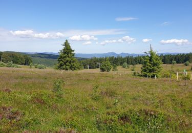 Tour Wandern Schönenberg - Champ du feu - Col de la Charbonnière - Belmont  - Photo