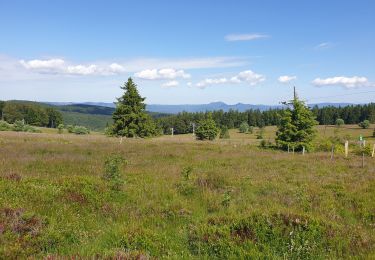 Randonnée Marche Belmont - Champ du feu - Col de la Charbonnière - Belmont  - Photo