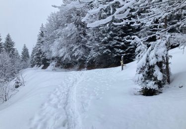 Tocht Sneeuwschoenen La Clusaz - Le Clusaz  - Photo