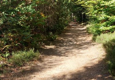 Trail Walking Deyvillers - Forêt de Deyvillers - Photo