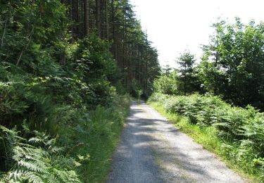 Percorso A piedi Sconosciuto - Rostrevor Forest - Slievebane Trail - Photo