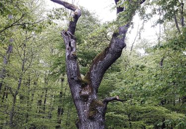 Randonnée A pied Blieskastel - Pirminiusweg (variante longue) - Photo