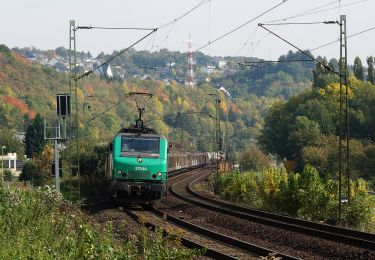 Excursión A pie Vettelschoß - Rheinsteig-Zuweg Kalenborn - Photo