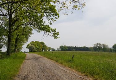 Randonnée Marche Manhay - BOIS DE HARRE (Commune_de_MANHAY) - Photo