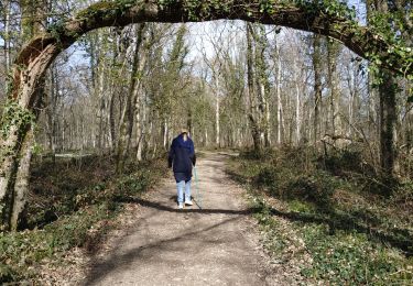 Tour Wandern Vauchassis - Bois de Ferrieres - Photo