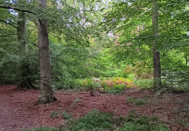 Trail Walking Seraing - ptit tour par les ptits chmins du bois de sraing - Photo