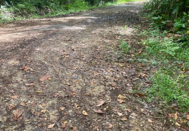 Trail Trail Petit-Bourg - Ira - Photo