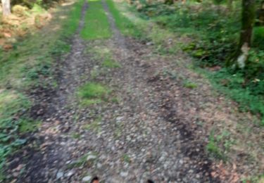 Percorso Equitazione Viroinval - rando pour intermédiaire  - Photo