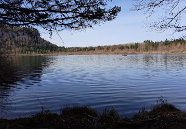 Trail Walking Bonlieu - Tour du lac de Bonlieu et le marais - Photo