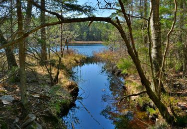 Tocht Te voet  - Åvaträskslingan - Photo