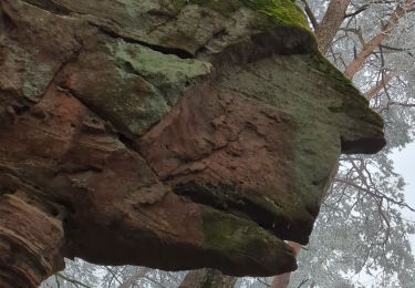 Trail Walking Sturzelbronn - Neunhoffen - Le petit Hundskopf - Photo