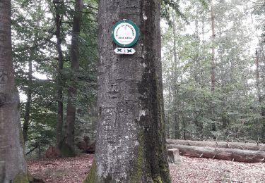 Trail Walking Bitche - Bitche - étang Hasselfurth  - Photo