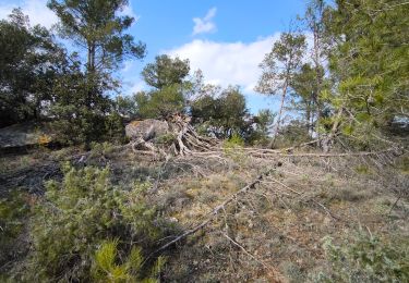 Trail Walking Tourouzelle - tourouzelles - Photo