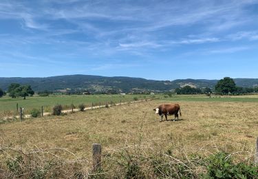 Excursión Bici de montaña Ambert - Ambert - Photo