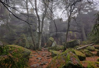 Tocht Paardrijden Aubure - 2019-11-03 WE Aubure Taennchel - Photo