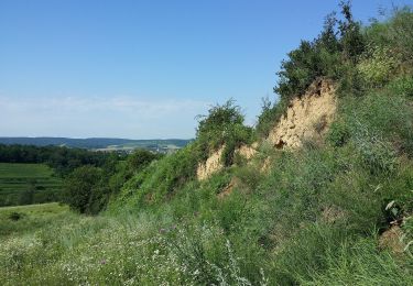 Excursión A pie Gemeinde Ziersdorf - Kiblitzer Weg 3 - Photo