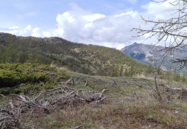 Percorso Marcia Risoul - plan de phazy par la forêt de risoul en boucle - Photo