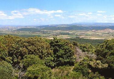 Excursión A pie Magliano in Toscana - C2 Poggioalle Sugherine - Photo