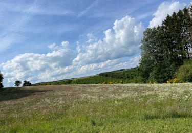 Trail Horseback riding Fauvillers - Bavigne Tripoux 2022 - Photo