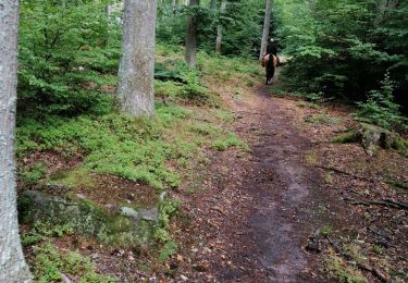 Trail Horseback riding Oberhaslach - Oberhaslach 1 - Photo