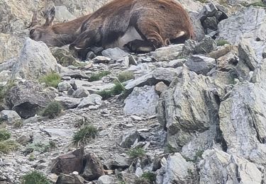 Randonnée Marche Saint-Martin-Vésubie - pas des l'adresse et col des fenestre  - Photo