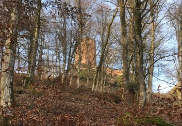 Trail Walking Dossenheim-sur-Zinsel - 2023-01-29 Autour du Hunebourg - Photo