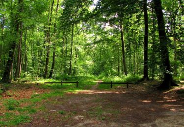 Randonnée A pied Tracy-le-Mont - le GR12A dans les Forêts de Laigue et de Compiègne - Photo