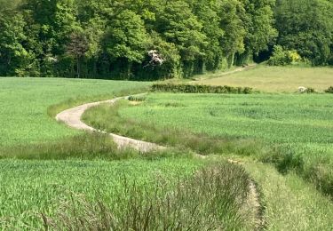 Trail Walking Essay - Essay  - Photo