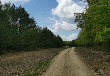 Percorso A piedi Schwepnitz - Walschkenweg - Photo