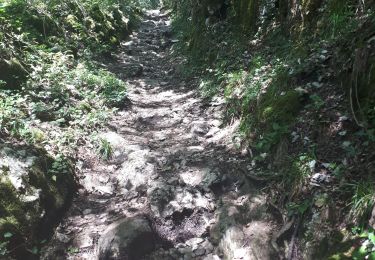 Tocht Stappen Aiguebelette-le-Lac - l'épine d'Aiguelette - Photo