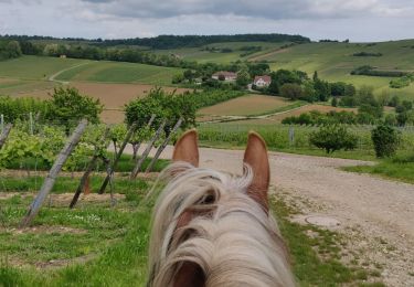 Tocht Paardrijden Mollkirch - 2019-05-26 Balade Fête des mères - Photo