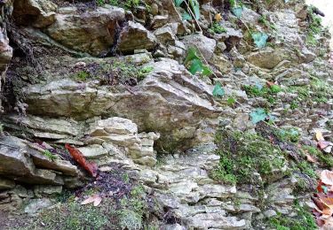 Tocht Te voet Bodenwerder - Über die Himckeburg ins romantische Rühler Tal - Photo