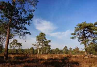 Trail On foot Lochem - Grote Veldroute - Photo