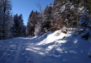 Randonnée Raquettes à neige Cornimont - le Brabant raquettes - Photo