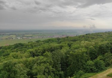 Randonnée Marche Westhalten - Westhalten  - Photo