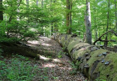 Trail On foot Rothenbucher Forst - Nordic Walking 4 Blau Weibersbrunn - Photo