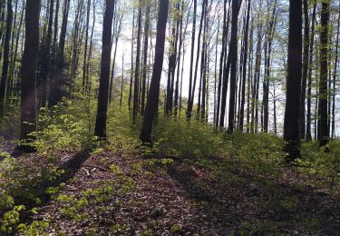 Trail Walking Plombières-les-Bains - Ruaux mp 2022 - Photo