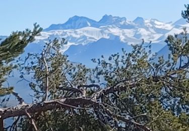 Trail Walking Faucon-du-Caire - FAUCON DU CAIRE . LE CLASTRE .  SERRE DE MALAMORT COL DU BUISSONNET O L S - Photo
