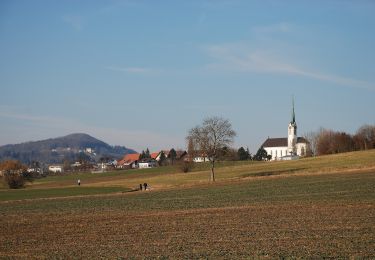 Tocht Te voet Berikon - Ober Berikon - Hafnerberg - Photo