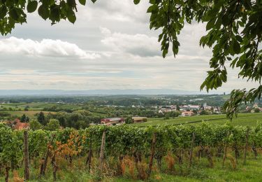 Tocht Te voet  - Rundwanderweg Taubensuhl 1 - Photo